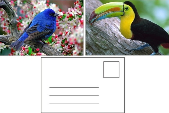 Lenticulaire postkaart afdrukken Toucan wilde dieren 3D-postkaart voor dierentuinpakket Sealifes